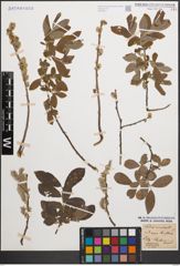 Foto von Salix cinerea L.